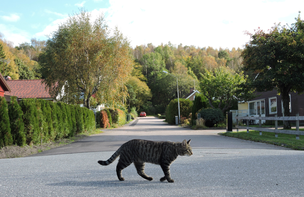 enekullen_katt1